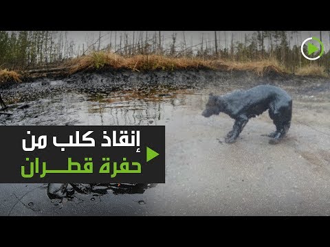إنقاذ كلب من حفرة قطران في استراخان