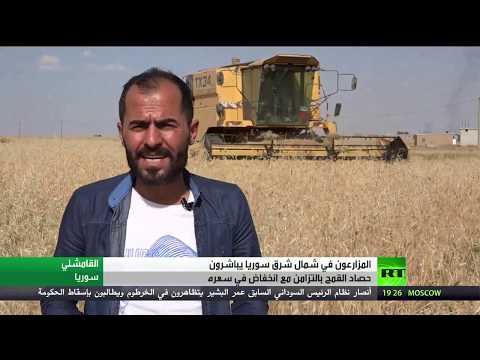 موسم حصاد القمح شمال شرق سورية