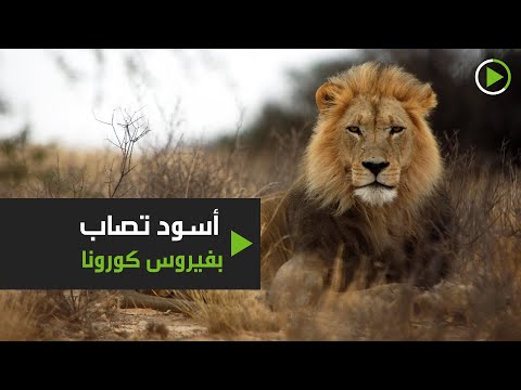 أربعة أسود تٌصاب بفيروس  كورونا في برشلونة